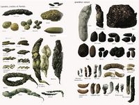 Mustélidés. Laissées. Cliquer pour agrandir l'image.