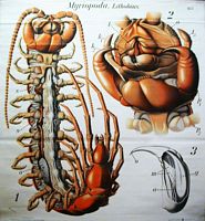 Myriapodes. Lithobius. Cliquer pour agrandir l'image.