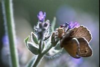 Myrtil. Capturé par araignée. Cliquer pour agrandir l'image.
