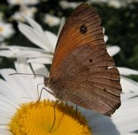 Myrtil. Mâle. Cliquer pour agrandir l'image.