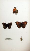 Myrtil. Planche d'identification Morris. Cliquer pour agrandir l'image.