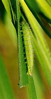 Myrtil. Chenille. Cliquer pour agrandir l'image.