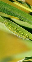 Myrtil. Chenille. Cliquer pour agrandir l'image.