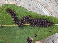 Nacré de la bistorte. Chenille. Cliquer pour agrandir l'image.