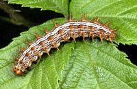 Nacré de la ronce. Chenille. Cliquer pour agrandir l'image.