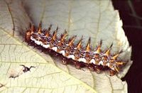 Nacré de la ronce. Chenille. Cliquer pour agrandir l'image.