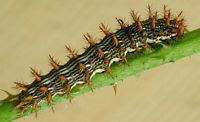 Nacré de la ronce. Chenille. Cliquer pour agrandir l'image.