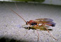 Netelia testaceus. Cliquer pour agrandir l'image.