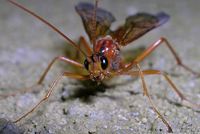 Netelia testaceus. Cliquer pour agrandir l'image.