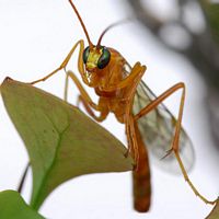 Netelia testaceus. Cliquer pour agrandir l'image.