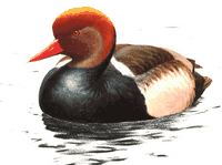 Nette rousse. Cliquer pour agrandir l'image.