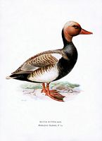 Nette rousse. Planche d'identification von Wright. Cliquer pour agrandir l'image.