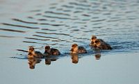 Nette rousse. Famille. Cliquer pour agrandir l'image.