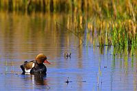 Nette rousse. Femelle. Cliquer pour agrandir l'image.