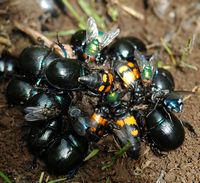 Nicrophorus vespilloidés. Sur cadavre de souris, Les Roches. Cliquer pour agrandir l'image.