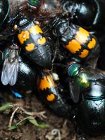 Nicrophorus vespilloidés. Sur cadavre de souris, Les Roches. Cliquer pour agrandir l'image.