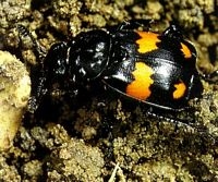 Nicrophorus vespilloidés. Cliquer pour agrandir l'image.