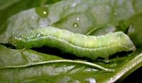 Noctuelle de l'artichaut. Chenille. Cliquer pour agrandir l'image.