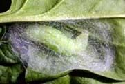 Noctuelle de l'artichaut. Chenille. Cliquer pour agrandir l'image.