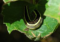 Noctuelle des pois. Ceyssat. Cliquer pour agrandir l'image.