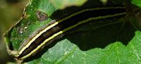 Noctuelle des pois. Ceyssat. Cliquer pour agrandir l'image.