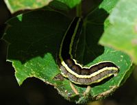 Noctuelle des pois. Ceyssat. Cliquer pour agrandir l'image.