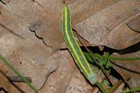 Noctuelle des pois. Chenille. Cliquer pour agrandir l'image.