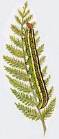 Noctuelle des pois. Dessin chenille. Cliquer pour agrandir l'image.