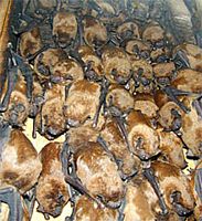 Noctule commune. Colonie. Cliquer pour agrandir l'image.