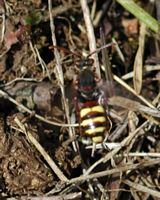 Nomada fulvicornis. Sauterre. Cliquer pour agrandir l'image.