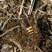 Nomada fulvicornis. Sauterre. Cliquer pour agrandir l'image.