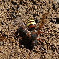Nomada fulvicornis. Allagnat. Cliquer pour agrandir l'image.