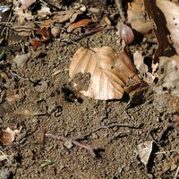 Nomada fulvicornis. Nomada fulvicornis. Cliquer pour agrandir l'image.