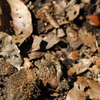 Nomada fulvicornis. Nomada fulvicornis. Cliquer pour agrandir l'image.