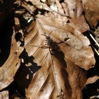 Nomada fulvicornis. Nomada fulvicornis. Cliquer pour agrandir l'image.
