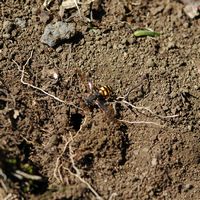Nomada fulvicornis. Nomada fulvicornis. Cliquer pour agrandir l'image.