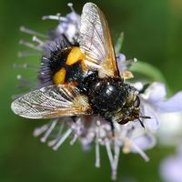 Nowickia ferox. Cheires de Côme. Cliquer pour agrandir l'image.