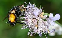 Nowickia ferox. Cheires de Côme. Cliquer pour agrandir l'image.