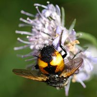 Nowickia ferox. Cheires de Côme. Cliquer pour agrandir l'image.