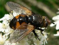 Nowickia ferox. Cliquer pour agrandir l'image.