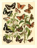 Nymphalidés. Aquarelle. Cliquer pour agrandir l'image.
