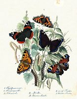 Nymphalinés. Planche. Cliquer pour agrandir l'image.