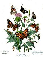 Nymphalinés. Planche. Cliquer pour agrandir l'image.