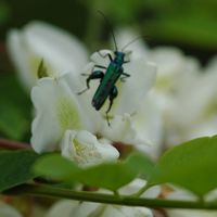 Oedemera nobilis. Sur robinier, Côtes de Clermont. Cliquer pour agrandir l'image.