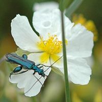 Oedemera nobilis. Sur à identifier, Côtes de Clermont. Cliquer pour agrandir l'image.