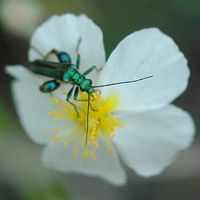 Oedemera nobilis. Sur à identifier, Côtes de Clermont. Cliquer pour agrandir l'image.