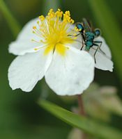 Oedemera nobilis. Sur à identifier, Côtes de Clermont. Cliquer pour agrandir l'image.