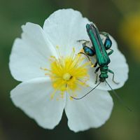 Oedemera nobilis. Sur à identifier, Côtes de Clermont. Cliquer pour agrandir l'image.