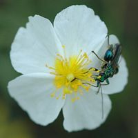 Oedemera nobilis. Sur à identifier, Côtes de Clermont. Cliquer pour agrandir l'image.