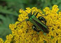 Oedemera nobilis. Cliquer pour agrandir l'image.